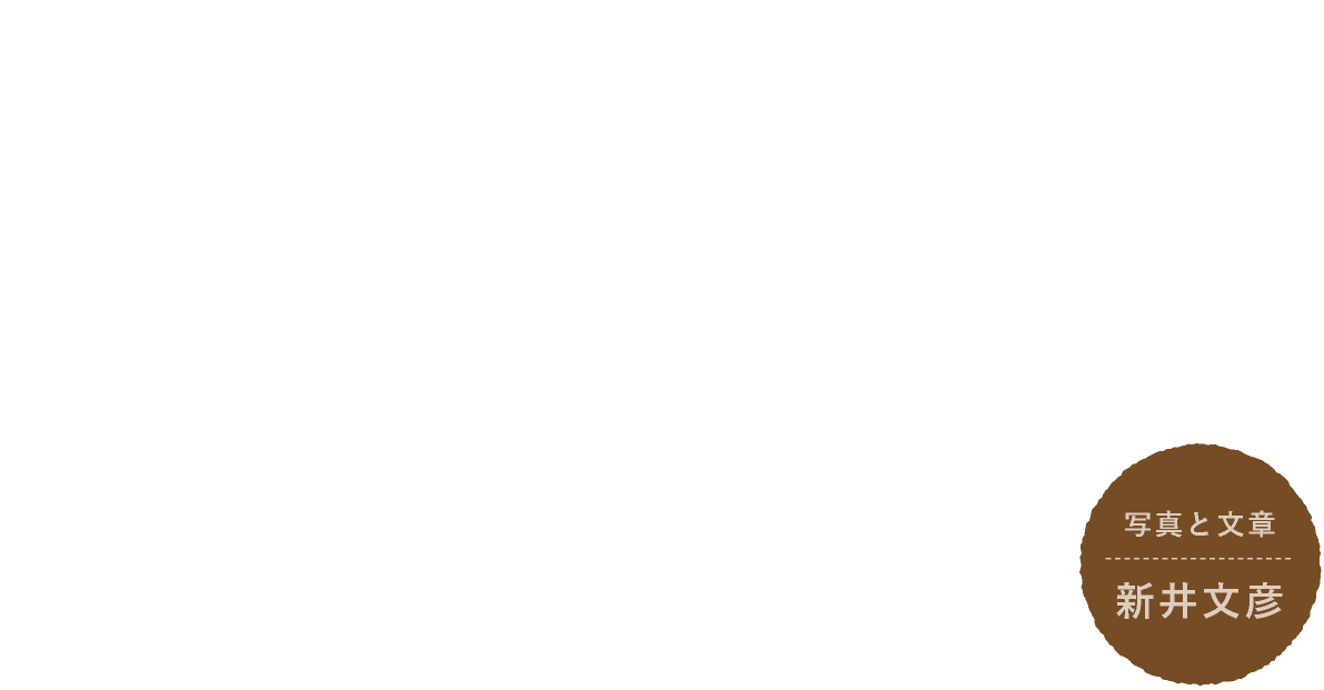 きのこの話。