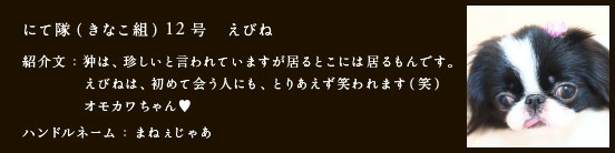 にて隊（きなこ組）12号　えびね
紹介文：狆は、珍しいと言われていますが居るとこには居るもんです。
　　　　えびねは、初めて会う人にも、とりあえず笑われます（笑）
　　　　オモカワちゃん♥
ハンドルネーム：