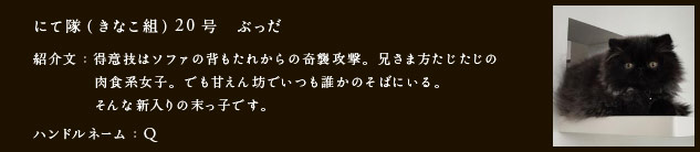 にて隊（きなこ組）20号　ぶっだ　紹介文： 得意技はソファの背もたれからの奇襲攻撃。兄さま方たじたじの肉食系女子。でも甘えん坊でいつも誰かのそばにいる。そんな新入りの末っ子です。　ハンドルネーム：Q