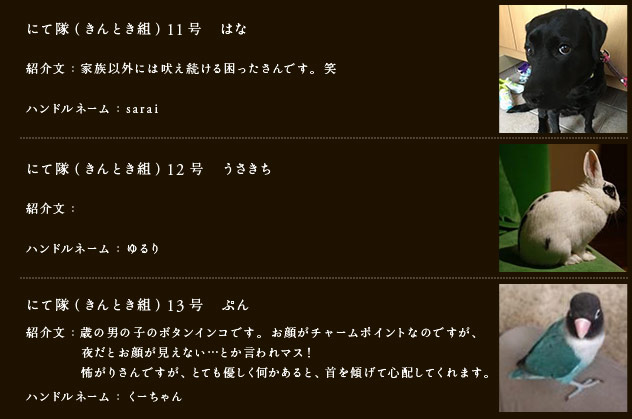 にて隊（きんとき組）11号　はな
紹介文：家族以外には吠え続ける困ったさんです。笑
ハンドルネーム：sarai
にて隊（きんとき組）12号　うさきち
紹介文：
ハンドルネーム：ゆるり
にて隊（きんとき組）13号　ぷん
紹介文：4歳の男の子のボタンインコです。お顔がチャームポイントなのですが、夜だとお顔が見えない…とか言われマス！怖がりさんですが、とても優しく何かあると、首を傾げて心配してくれます。
ハンドルネーム：くーちゃん