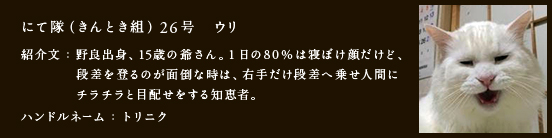 にて隊（きんとき組）26号　ウリ
紹介文：野良出身、15歳の爺さん。1日の80%は寝ぼけ顔だけど、段差を登るのが面倒な時は、右手だけ段差へ乗せ人間にチラチラと目配せをする知恵者。
ハンドルネーム：トリニク