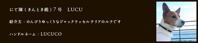 にて隊（きんとき組）7号　LUCU
紹介文：のんびりゆっくりなジャックラッセルテリアのルクです
ハンドルネーム：LUCUCO