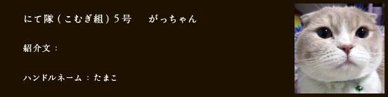 にて隊（こむぎ組）5号　 がっちゃん
紹介文：
ハンドルネーム：たまこ