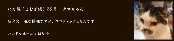 にて隊（こむぎ組）23号　タマちゃん
紹介文：変な模様ですが、スコティッシュなんです。
ハンドルネーム：ばな子