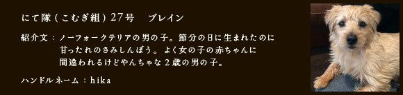 にて隊（こむぎ組）27号　ブレイン
紹介文：ノーフォークテリアの男の子。節分の日に生まれたのに
　　　　甘ったれのさみしんぼう。よく女の子の赤ちゃんに
　　　　間違われるけどやんちゃな2歳の男の子。
ハンドルネーム：hika