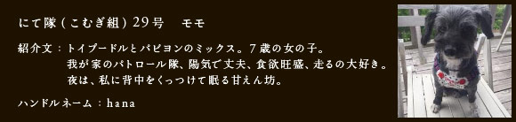 にて隊（こむぎ組）29号　モモ
紹介文：トイプードルとパピヨンのミックス。7歳、女の子。
我が家のパトロール隊、陽気で丈夫、食欲旺盛、走るの大好き。 
夜は 私に背中をくっつけて眠る甘えん坊。
ハンドルネーム：nanomaco