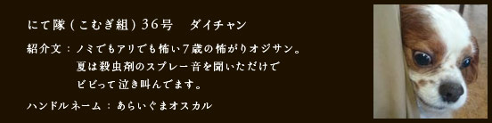 にて隊（こむぎ組）36号　ダイチャン
紹介文：ノミでもアリでも怖い7歳の怖がりオジサン。夏は殺虫剤のスプレー音を聞いただけでビビって泣き叫んでます。
ハンドルネーム：あらいぐまオスカル​