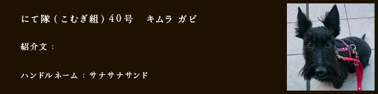 にて隊（こむぎ組）40号　キムラ ガビ
紹介文：
ハンドルネーム：​サナサナサンド