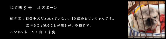 にて隊9号　オズボーン　紹介文：自分を犬だと思っていない、１０歳のおじいちゃんです。食べること寝ることが生きがいの様です。　ハンドルネーム：山口 未央