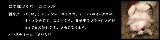 にて隊28号　ユニメル
紹介文：ぼくは、アメリカンカールとスコティッシュのミックスのオトコの子です。2さいです。
食事中のブラッシングがとっても大好きです。クセになります。
ハンドルネーム：まいたけ