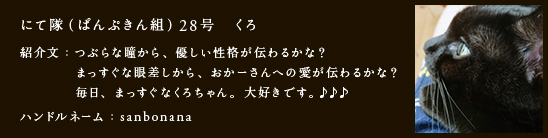 にて隊（ぱんぷきん組）28号　くろ
紹介文：つぶらな瞳から、優しい性格が伝わるかな？
　　　　まっすぐな眼差しから、おかーさんへの愛が伝わるかな？
　　　　毎日、まっすぐなくろちゃん。大好きです。♪♪♪
ハンドルネーム：sanbonana