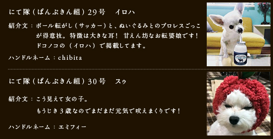 にて隊（ぱんぷきん組）29号　イロハ
紹介文：ボール転がし（サッカー）と、ぬいぐるみとのプロレスごっこが得意技。特徴は大きな耳！甘えん坊なお転婆娘です！ドコノコの（イロハ）で掲載してます。
ハンドルネーム：chibita
にて隊（ぱんぷきん組）30号　スゥ
紹介文：こう見えて女の子。
　　　　もうじき3歳なのでまだまだ元気で吠えまくりです！
ハンドルネーム：エミフィー