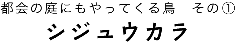 都会の庭にもやってくる鳥その１シジュウカラ