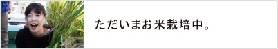 ただいまお米栽培中。