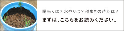 陽当りは？ 水やりは？ 種まきの時期は？
まずは、こちらをお読みください。