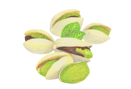 ピスターシュ
