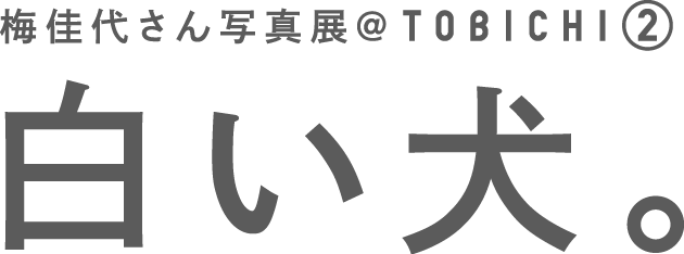 梅佳代さん写真展@TOBICHI② 白い犬。