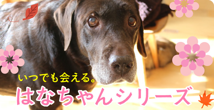 いつでも会える。はなちゃんシリーズ